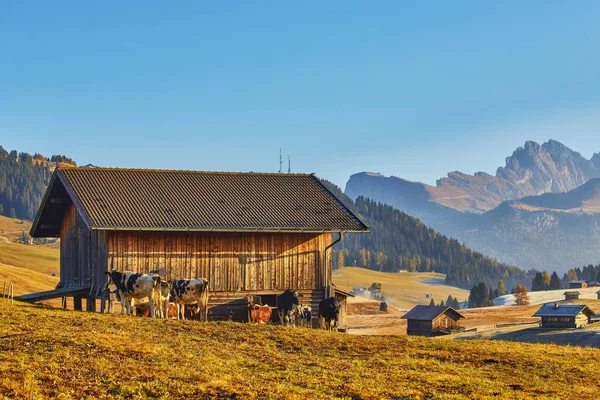 Cows High Mountain Pastures Autumn Rocky Mountains Snow Colorful Trees — Fotografia de Stock