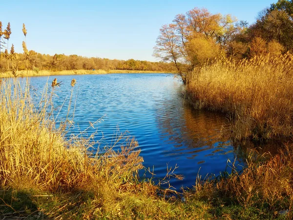 Beautiful Landscape Golden Autumn Forest Edge Birches Water Beautiful Reflection — 스톡 사진