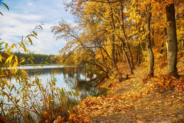 Picturesque Autumn Landscape Yellow Trees River Reflection Trees Water Sunny — Foto Stock
