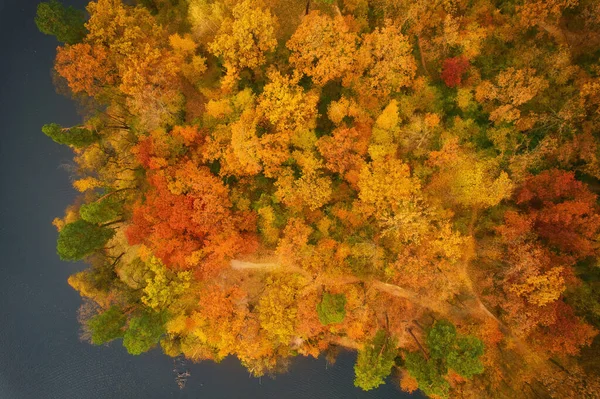 Autumn Trees River Bank Aerial Drone View — Stock Photo, Image