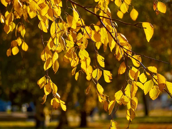 Autumn Yellow Leaves Nature Background Fall Season — Stock Photo, Image