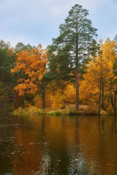 Beautiful Landscape Golden Autumn Forest Edge Birches Water Beautiful Reflection — Fotografia de Stock
