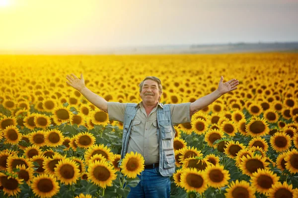 Úspěšný Ukrajinský Farmář Slunečnicovém Poli Starší Farmář Stojí Usmívá Poli — Stock fotografie