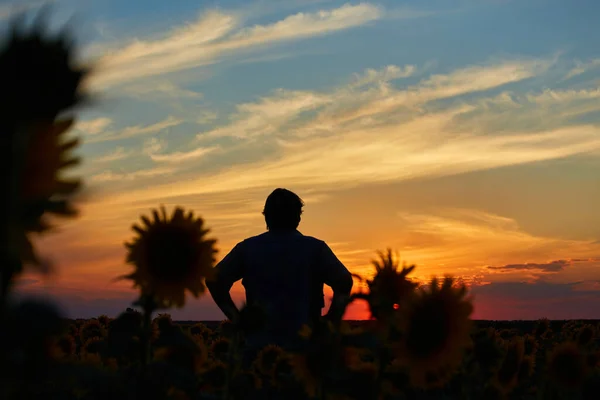 Silhouet Van Gelukkige Succesvolle Maïsboer Maïsveld Bij Zonsondergang Met Opgeheven — Stockfoto
