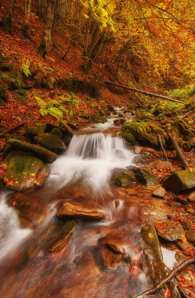 Autumn creek woods with yellow trees foliage and rocks in forest mountain.