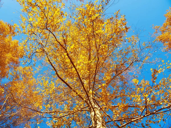 Autumn Leaves Tree Branch Autumn Photography — Foto Stock