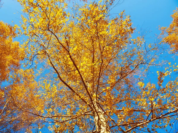 Autumn Leaves Tree Branch Autumn Photography — Fotografia de Stock