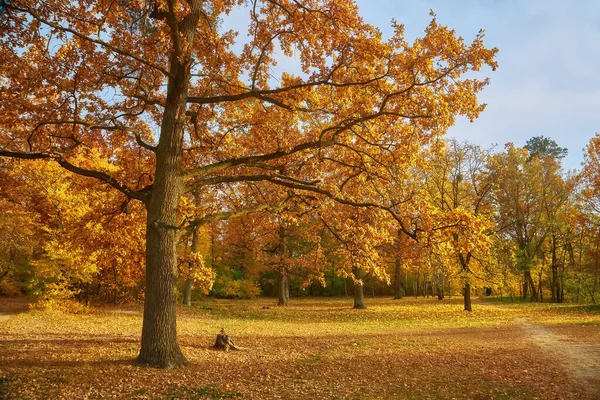 Beautiful Autumn Calm Nature Landscape Sunny Autumn Scene Land Covered — Fotografia de Stock
