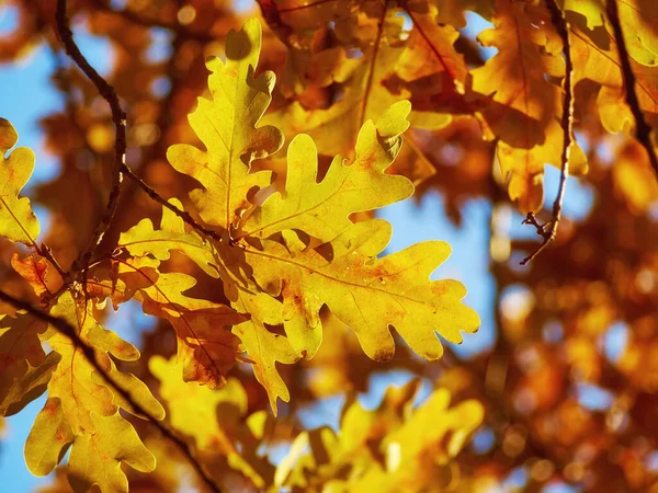 Belo Parque Outono Com Folhas Vermelhas Amarelas Caídas Árvore — Fotografia de Stock