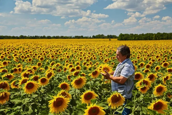 Coltivatore Ucraino Successo Campo Girasole Agricoltore Anziano Piedi Sorride Campo — Foto Stock