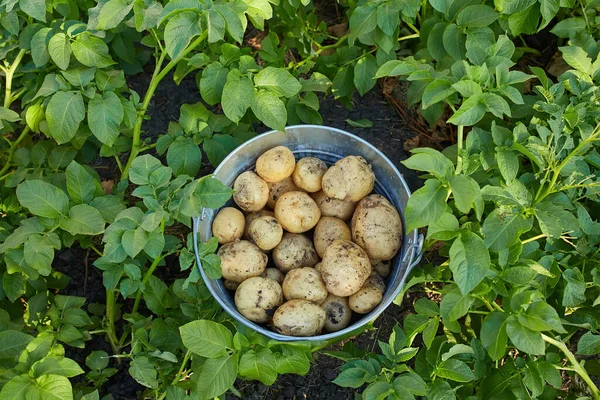 Top View Plastic Bucket Full Fresh Dug Out Potatoes Ground — Fotografia de Stock