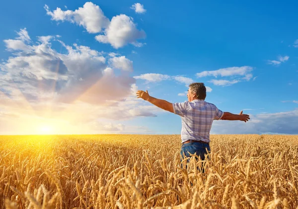 Agricultor Pie Campo Trigo Mirando Cosecha — Foto de Stock