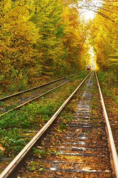Rote Retro Straßenbahn Fährt Auf Der Strecke Durch Den Herbstwald — Stockfoto