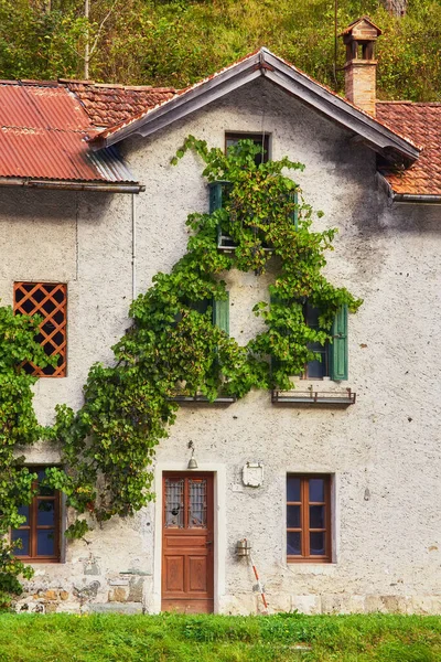 Grapes Hops Trudges Old Wall Building Old Abandoned House Densely — Fotografia de Stock
