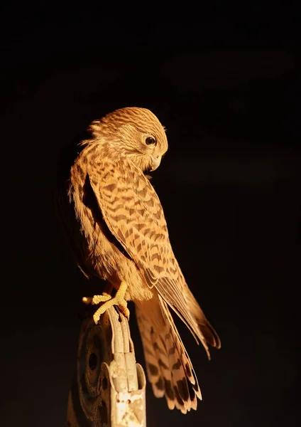 Young Falcon Spreads Its Wings Close Photo Black Background — Stock Photo, Image