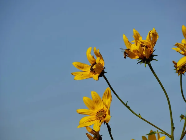 Jesienny Żółty Liście Jako Tło Natury Sezon Jesienny — Zdjęcie stockowe