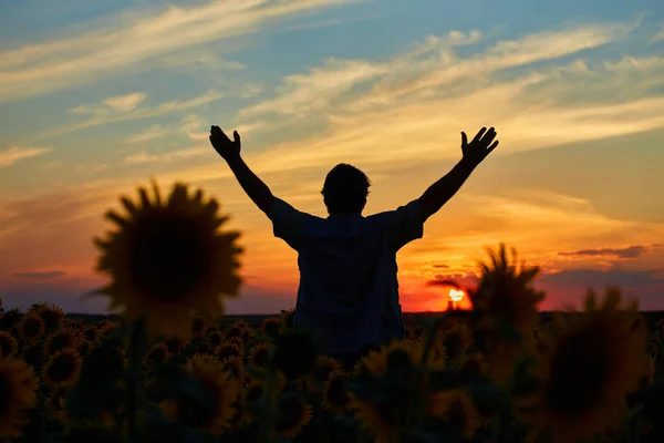 Bonden Står Ett Solros Fält Tittar Grödan — Stockfoto