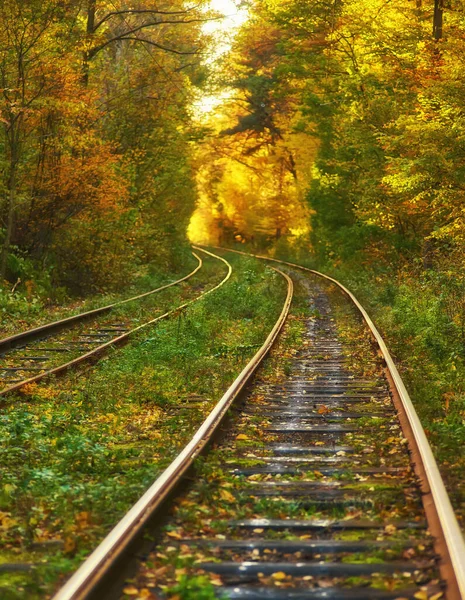 Abandoned Railway Autumn Colored Trees Tunnel Golden Leafs Falling — Stock Photo, Image