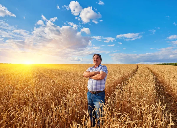 Bauer Steht Auf Einem Weizenfeld Und Betrachtet Die Ernte — Stockfoto