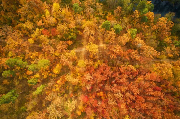 Aerial Top View Autumn Forest Green Yellow Trees Mixed Deciduous — 스톡 사진