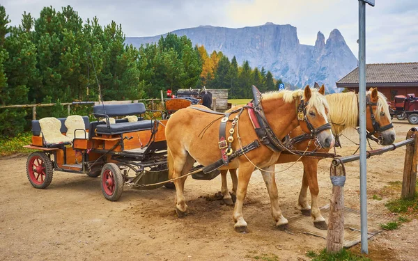 Pleasure Horses Carriage Famous Alpe Siusi Seiser Landscape — Stock Photo, Image