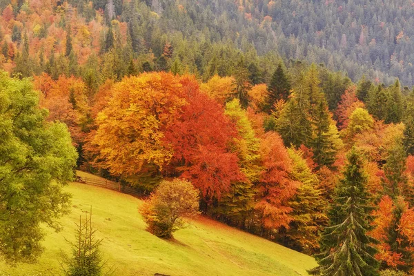 Пейзаж Ницца Фантазии Леса Ручьем Золотую Осень Валл Плакат — стоковое фото