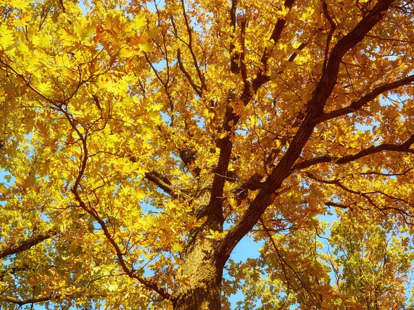 Hermoso Parque Otoño Con Hojas Rojas Amarillas Caídas Del Árbol —  Fotos de Stock