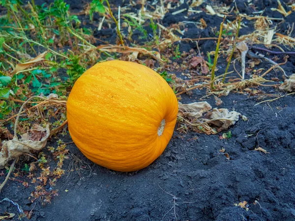 Große Orangefarbene Kürbisse Garten — Stockfoto