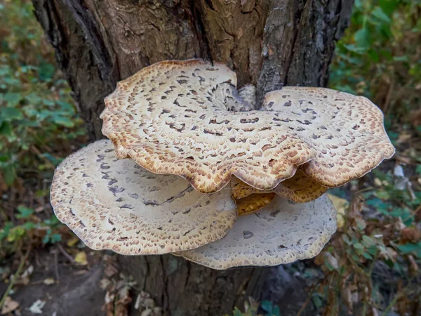 Pleurotus Ostreatus Pearl Oyster Mushroom Tree Oyster Mushroom High Contrast — 스톡 사진