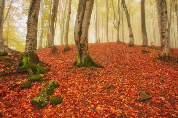 Paesaggio Autunnale Legno Nebbioso Con Pista — Foto Stock