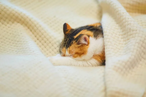 Cute Tricolor Cat Sleeping White Woolen Blanket Hiding His Muzzle — Zdjęcie stockowe