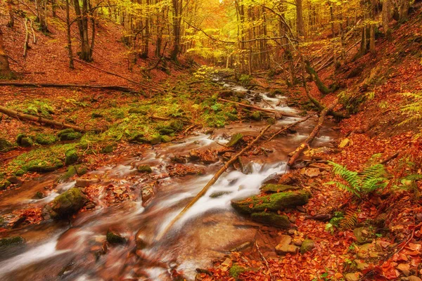 autumn stream in the forest, gold autumn European landscape, wallpaper landscape background
