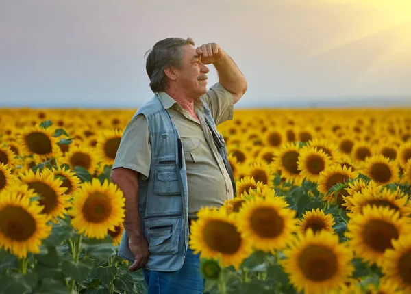 Farmář Slunečnicovém Poli Zadíval Plodiny — Stock fotografie