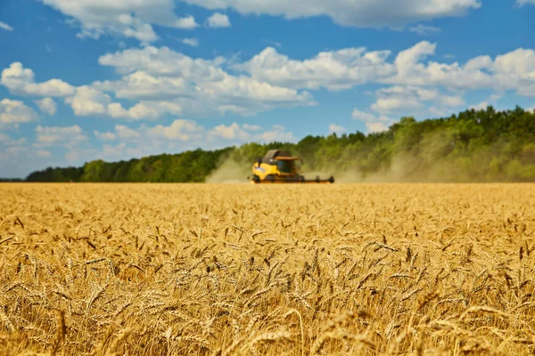 Hasat Makinesi Kesme Buğday, Bulutlar ile mavi gökyüzü altında sonsuz Alanlar Yaz Manzara birleştirin