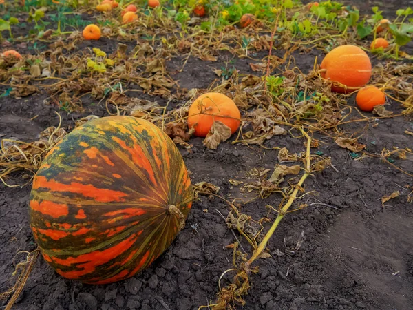 Big orange pumpkins growing in the garden