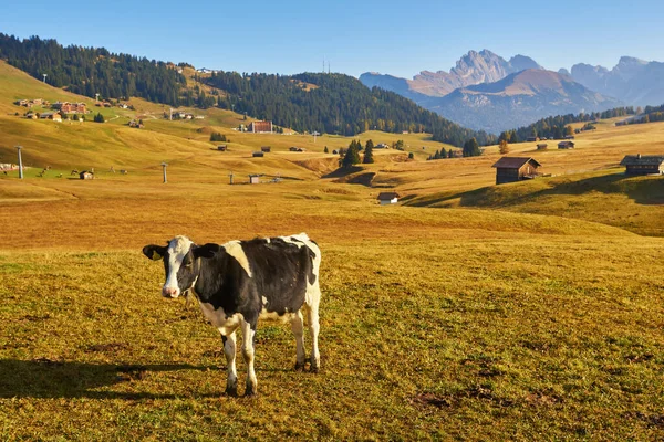 Beautiful cows and calves on the meadow with green grass at sunset in autumn in Alps. Landscape with herd of cows in mountain valley, colorful trees on the hills in fall in Italy. Animals and nature