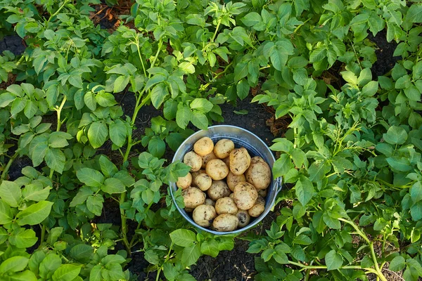 Top View Plastic Bucket Full Fresh Dug Out Potatoes Ground — Fotografia de Stock