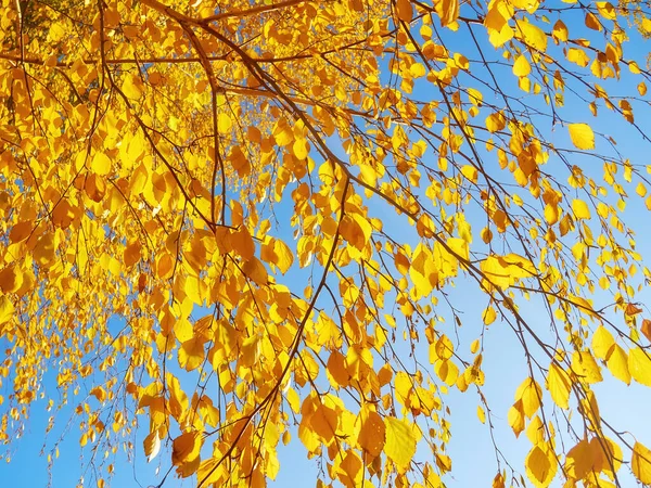Autumn Yellow Leaves Nature Background Fall Season — Stock Photo, Image