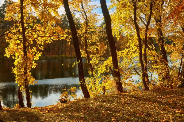 Beautiful Landscape Golden Autumn Forest Edge Birches Water Beautiful Reflection — Foto Stock