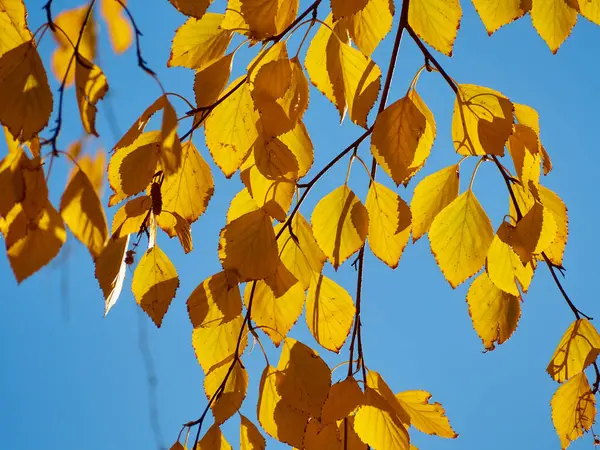 Autumn Leaves Tree Branch Autumn Photography — Stock Photo, Image