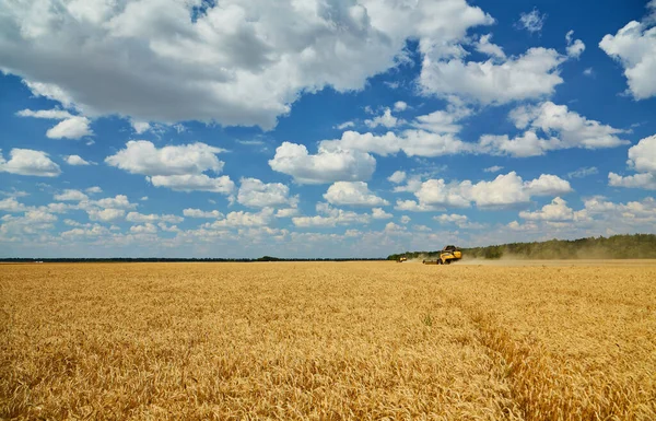 Mähdrescher Mäht Weizen Sommerlandschaft Endloser Felder Unter Blauem Himmel Mit — Stockfoto