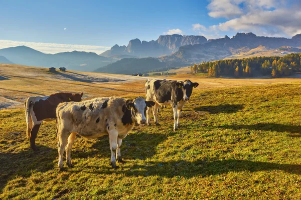 Cow Alps Green Meadow — Stockfoto