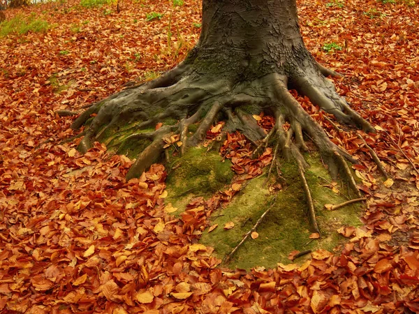 Beau Parc Automne Avec Des Feuilles Rouges Jaunes Tombées Arbre — Photo