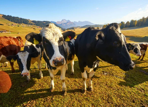 Beautiful cows and calves on the meadow with green grass at sunset in autumn in Alps. Landscape with herd of cows in mountain valley, colorful trees on the hills in fall in Italy. Animals and nature