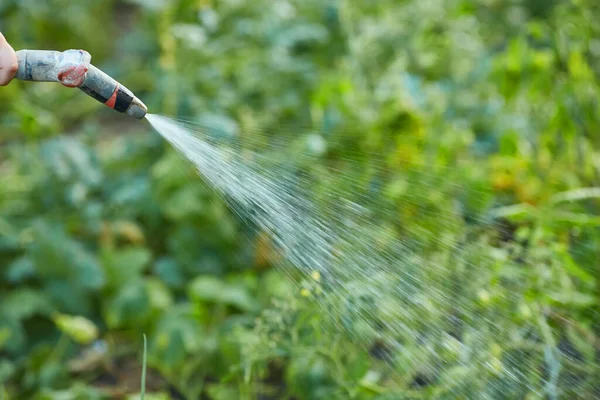 Innaffiatura Dell Attrezzatura Giardino Tenere Mano Tubo Dell Irrigatore Impianti — Foto Stock