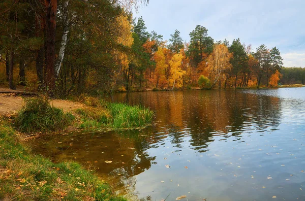 Beautiful Landscape Golden Autumn Forest Edge Birches Water Beautiful Reflection — 图库照片