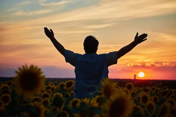 Onnistunut Ukrainalainen Maanviljelijä Auringonkukkapellolla Vanhempi Maanviljelijä Seisoo Hymyilee Pellolla Jolla — kuvapankkivalokuva