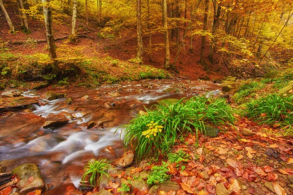 Szybkiego Górskiej Rzece Jesienią Colorfull Drewna Tło — Zdjęcie stockowe