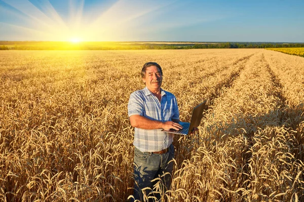 Portrait Shot Side Caucasian Farmer Taping Typing Laptop Computer While — Stock Photo, Image