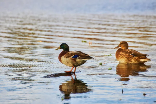 Αρσενικό Και Θηλυκό Mallard Πάπια Κολύμπι Μια Λίμνη Πράσινο Νερό — Φωτογραφία Αρχείου